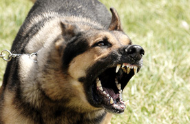Dog Bites / Animal Attacks Dog Bites / Animal Attacks